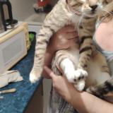 Foto de gato encontrado en Verneuil Sur Seine