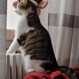 Foto del gato perdido en Yzeron