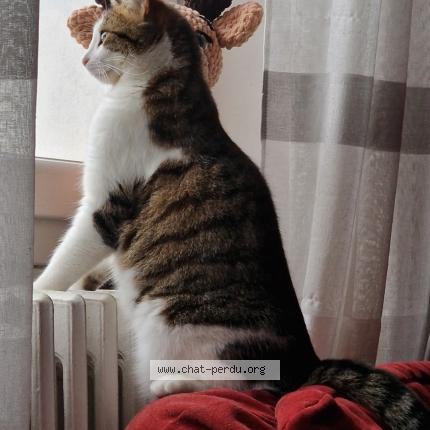 Foto 1/1 Chi Chat perdido en Yzeron