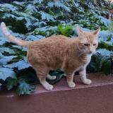 Foto del gato perdido en Nice