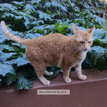 Foto 1/1 Sweety Chat perdido en Nice