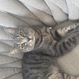 Foto del gato perdido en La Roquette Sur Siagne