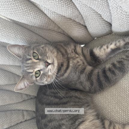 Foto 1/1 Umaya Chat perdido en La roquette sur siagne