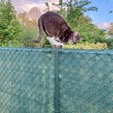 Foto del gato perdido en Buysscheure