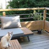 Foto del gato perdido en Isse