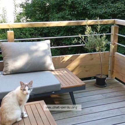 Foto 1/1 Coralie Boileau Chat perdido en Isse