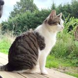 Foto del gato perdido en Beaupuy