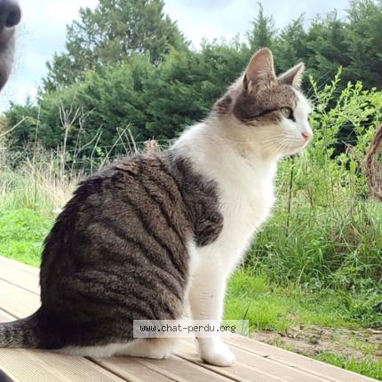 Foto 1/1 théo Chat perdido en Beaupuy