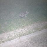 Foto de gato encontrado en Cavaillon