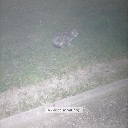 Foto 1/1 Gato encontrado Encontrado en Cavaillon