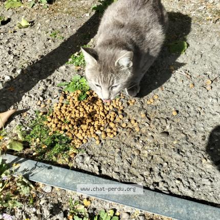 Foto 2/4 Gato encontrado Encontrado en Cavaillon