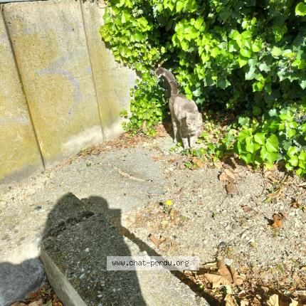 Foto 3/4 Gato encontrado Encontrado en Cavaillon