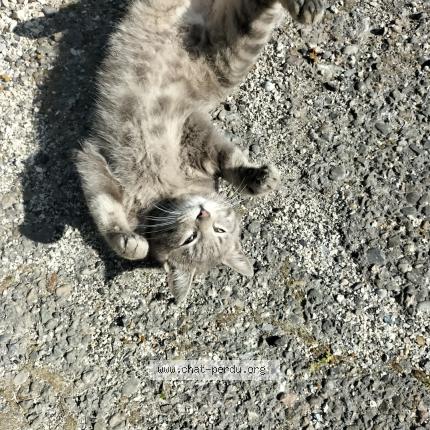 Foto 4/4 Gato encontrado Encontrado en Cavaillon