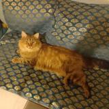 Foto de gato encontrado en Montendre