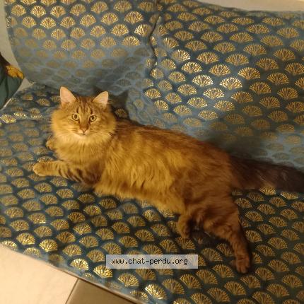 Foto 1/1 Gato encontrado Encontrado en Montendre