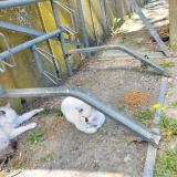 Foto de gato encontrado en Cavaillon