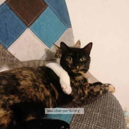 Foto 1/1 Mimi Chat perdido en Bordeaux