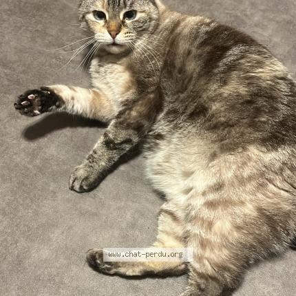 Foto 1/1 Crystal Chat perdido en Thionville