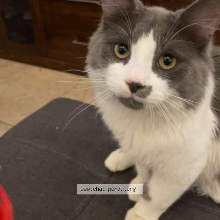 Foto 1/1 Scar Chat perdido en Montreal