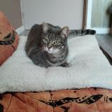 Foto del gato perdido en Gagny