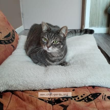 Foto 1/1 Tsuky Chat perdido en Gagny