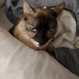 Foto del gato perdido en Salou