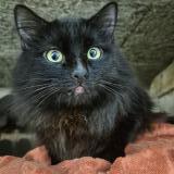 Foto de gato encontrado en Sartrouville