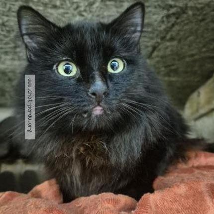 Foto 1/5 Gato encontrado Encontrado en Sartrouville