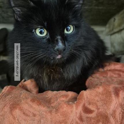 Foto 2/5 Gato encontrado Encontrado en Sartrouville