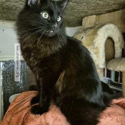 Foto 3/5 Gato encontrado Encontrado en Sartrouville