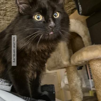 Foto 4/5 Gato encontrado Encontrado en Sartrouville