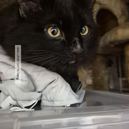 Foto 5/5 Gato encontrado Encontrado en Sartrouville