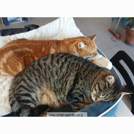 Foto 1/1 pepin Chat perdido en 31200 toulouse