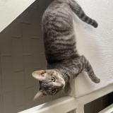 Foto del gato perdido en Talagante