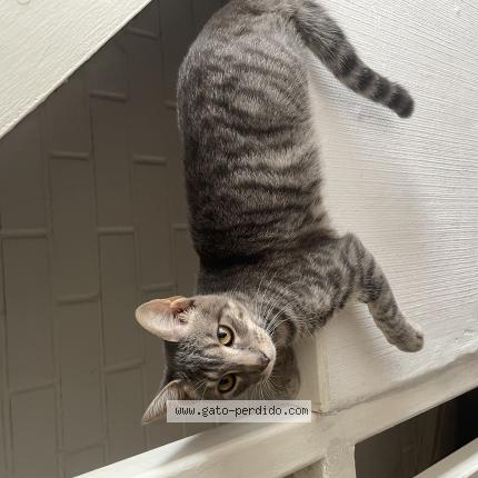 Foto 1/1 Khili Chat perdido en Talagante