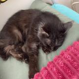 Foto del gato perdido en Bapaume