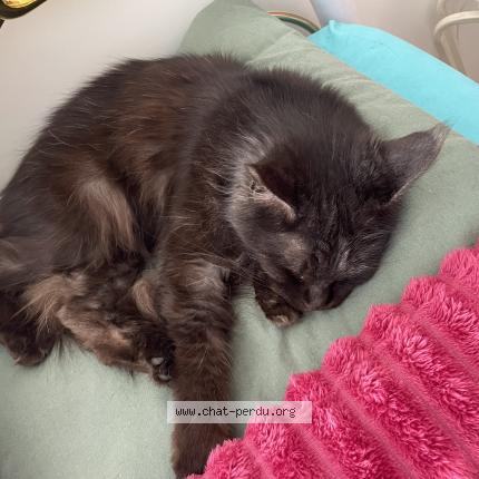 Foto 1/1 Venus Chat perdido en Bapaume