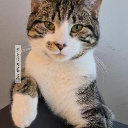 Foto 1/1 Rizu Chat perdido en Montreal