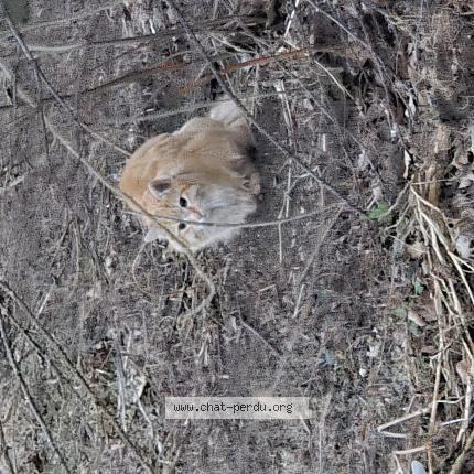 Foto 1/1 Gato encontrado Encontrado en Rougemont