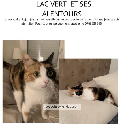 Foto 1/1 Rajah Chat perdido en Canejan