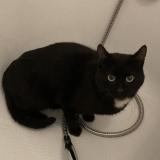 Foto de gato encontrado en Montauban