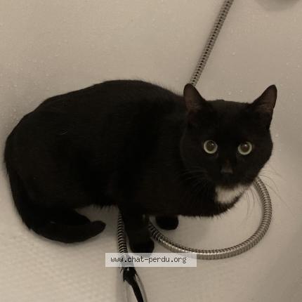 Foto 1/1 Gato encontrado Encontrado en Montauban