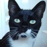 Foto del gato perdido en Romans Sur Isere