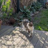 Foto del gato perdido en Lomme