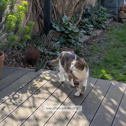 Foto 1/1 Potch Chat perdido en Lomme