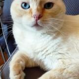 Foto del gato perdido en Saint Philibert