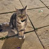 Foto del gato perdido en Pollionnay