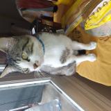 Foto del gato perdido en Toulouse