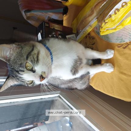 Foto 1/1 Igloo Chat perdido en Toulouse