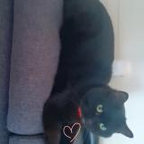 Foto del gato perdido en Challans